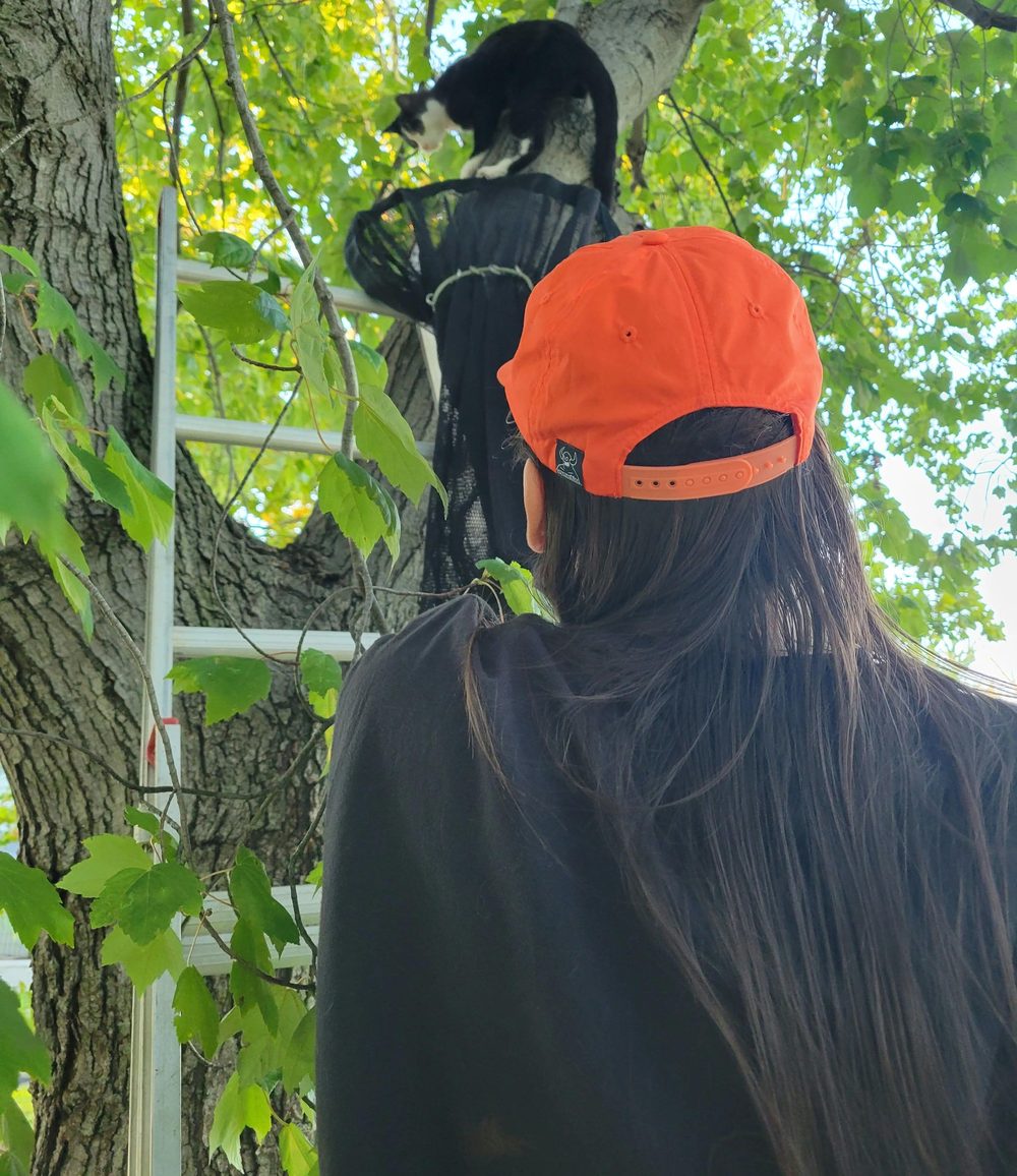 Nick rescuing a kitten from a tree
